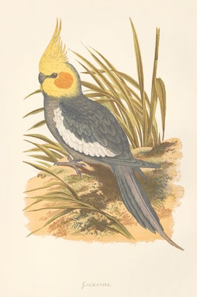 Item nr. 155461 Cockatiel. Parrots in Captivity. William Thomas Greene