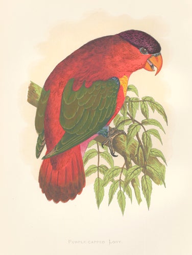 Item nr. 155464 Purple-Capped Lory. Parrots in Captivity. William Thomas Greene.