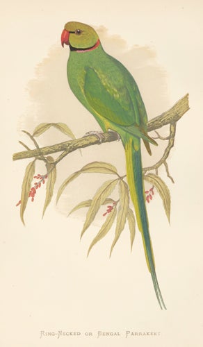 Item nr. 155465 Ring-Necked or Bengal Parrakeet. Parrots in Captivity. William Thomas Greene.