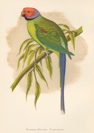 Item nr. 155466 Blossom-Headed Parrakeet. Parrots in Captivity. William Thomas Greene