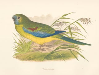 Item nr. 155467 Turquoisine. Parrots in Captivity. William Thomas Greene