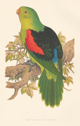 Red-Winged Parrakeet. Parrots in Captivity.