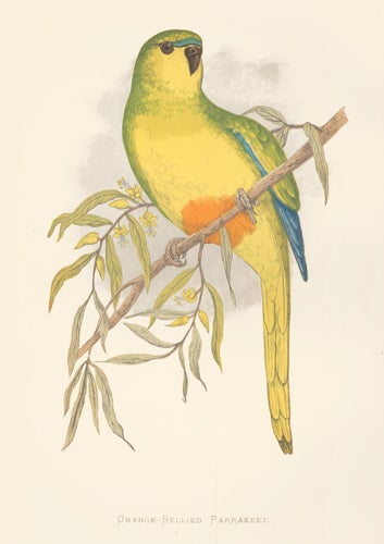 Item nr. 155471 Orange-Bellied Parrakeet. Parrots in Captivity. William Thomas Greene.