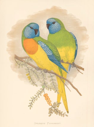 Item nr. 155473 Splendid Parrakeet. Parrots in Captivity. William Thomas Greene