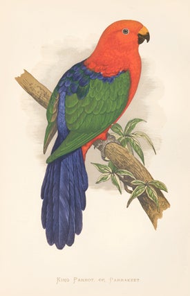 Item nr. 155474 King Parrot or Parrokeet. Parrots in Captivity. William Thomas Greene