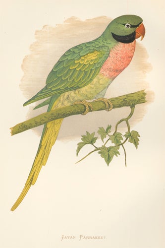 Item nr. 155475 Javan Parrakeet. Parrots in Captivity. William Thomas Greene.