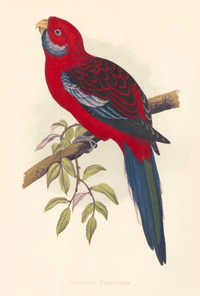 Item nr. 155477 Pennant's Parrakeet. Parrots in Captivity. William Thomas Greene