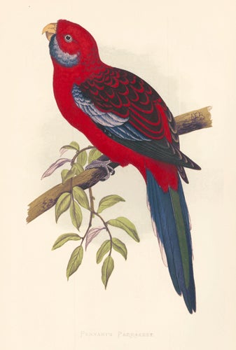 Item nr. 155477 Pennant's Parrakeet. Parrots in Captivity. William Thomas Greene.