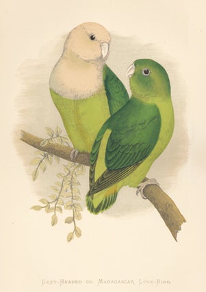 Item nr. 155478 Grey-Headed or Madagascar Love-Bird. Parrots in Captivity. William Thomas Greene