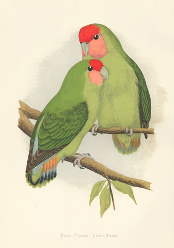 Item nr. 155481 Rosy-Faced Love-Bird. Parrots in Captivity. William Thomas Greene.