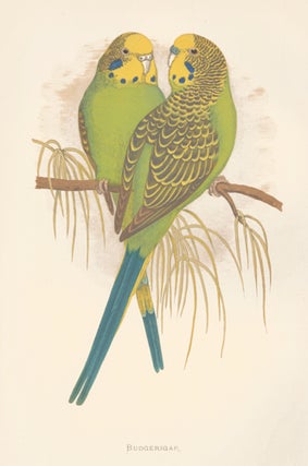 Item nr. 155486 Budgerigar. Parrots in Captivity. William Thomas Greene