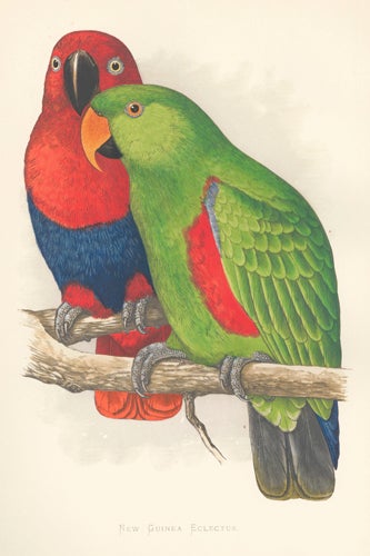 Item nr. 155487 New Guinea Eclectus. Parrots in Captivity. William Thomas Greene.