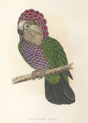 Item nr. 155488 Hawk-Headed Parrot. Parrots in Captivity. William Thomas Greene
