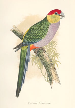 Item nr. 155489 Pileated Parrakeet. Parrots in Captivity. William Thomas Greene