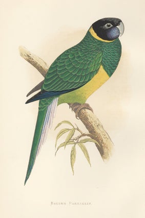 Item nr. 155490 Bauer's Parrakeet. Parrots in Captivity. William Thomas Greene