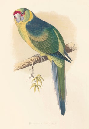 Item nr. 155491 Barnard's Parrakeet. Parrots in Captivity. William Thomas Greene