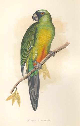 Item nr. 155492 Masked Parrakeet. Parrots in Captivity. William Thomas Greene.