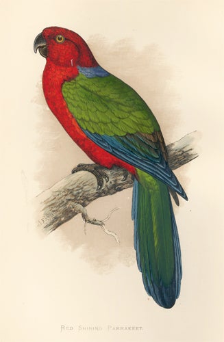 Item nr. 155493 Red Shining Parrakeet. Parrots in Captivity. William Thomas Greene.