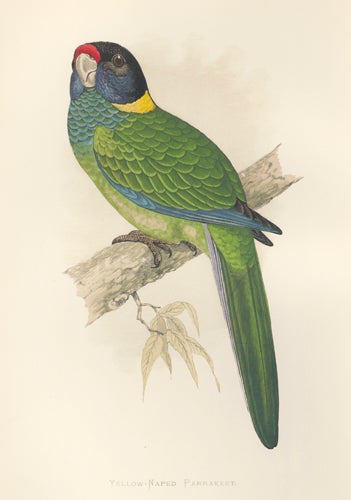 Item nr. 155498 Yellow-Naped Parrakeet. Parrakeet. Parrots in Captivity. William Thomas Greene.