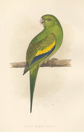 Item nr. 155499 Canary-Winged Parrakeet. Parrots in Captivity. William Thomas Greene