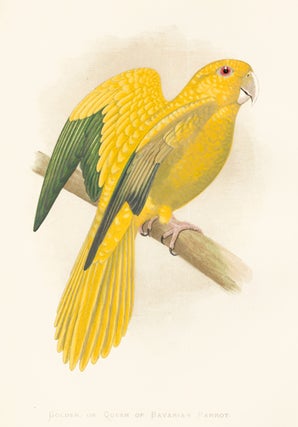 Item nr. 155500 Golden, or Queen of Bavaria's Parrot. Parrots in Captivity. William Thomas Greene