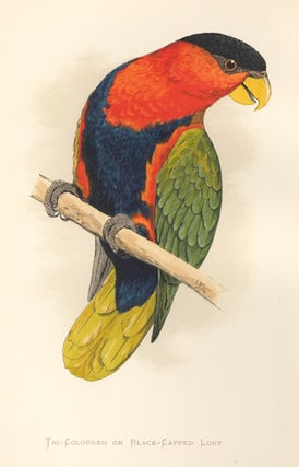 Item nr. 155502 Tri-Coloured or Black-Capped Lory. Parrots in Captivity. William Thomas Greene