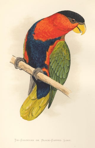 Item nr. 155502 Tri-Coloured or Black-Capped Lory. Parrots in Captivity. William Thomas Greene.