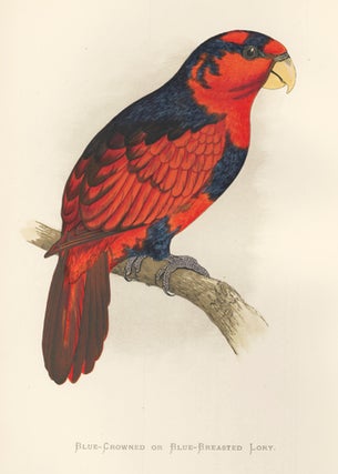 Item nr. 155503 Blue-Crowned or Black-Breasted Lory. Parrots in Captivity. William Thomas Greene