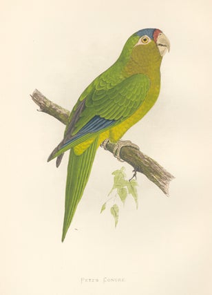 Item nr. 155505 Petz's Conure. Parrots in Captivity. William Thomas Greene