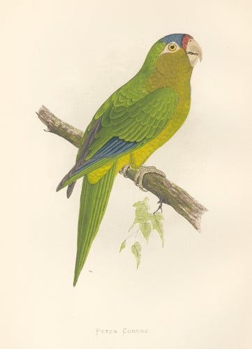 Item nr. 155505 Petz's Conure. Parrots in Captivity. William Thomas Greene.