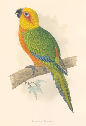 Item nr. 155506 Jendaya Conure. Parrots in Captivity. William Thomas Greene