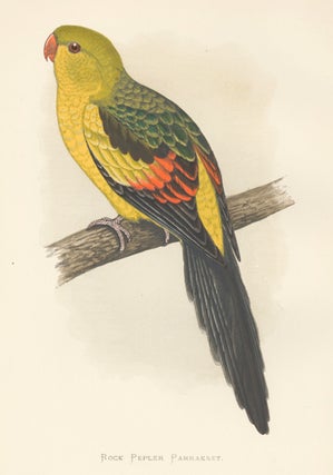 Item nr. 155507 Rock Pepler Parrakeet. Parrots in Captivity. William Thomas Greene