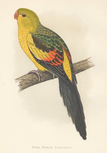 Item nr. 155507 Rock Pepler Parrakeet. Parrots in Captivity. William Thomas Greene.