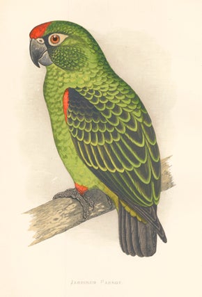 Item nr. 155510 Jardine's Parrot. Parrots in Captivity. William Thomas Greene