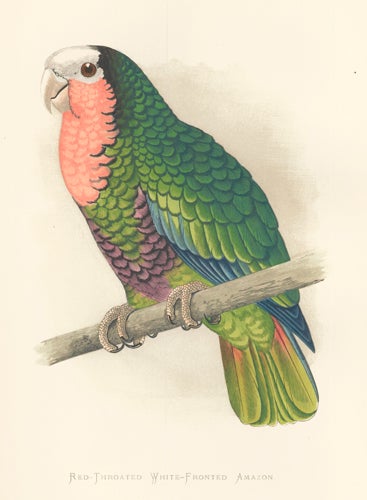 Item nr. 155512 Red-Throated White-Fronted Amazon. Parrots in Captivity. William Thomas Greene.