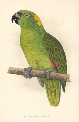 Item nr. 155513 Yellow-Naped Amazon. Parrots in Captivity. William Thomas Greene