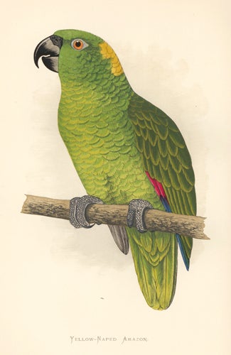 Item nr. 155513 Yellow-Naped Amazon. Parrots in Captivity. William Thomas Greene.