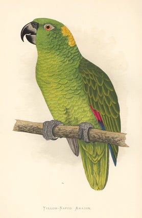 Yellow-Naped Amazon. Parrots in Captivity.