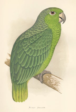 Mealy Amazon. Parrots in Captivity.