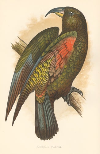 Item nr. 155515 Mountain Parrot. Parrots in Captivity. William Thomas Greene.