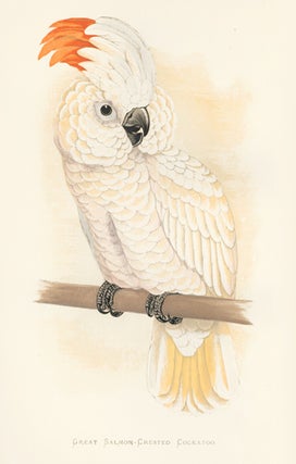 Item nr. 155532 Great Salmon-Crested Cockatoo. Parrots in Captivity. William Thomas Greene