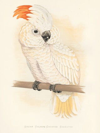 Great Salmon-Crested Cockatoo. Parrots in Captivity.