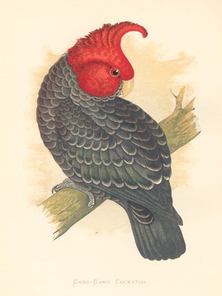 Great Salmon-Crested Cockatoo. Parrots in Captivity.