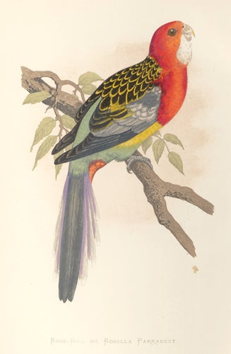 Item nr. 155535 Rose-Hill or Rosella Parrakeet. Parrots in Captivity. William Thomas Greene.