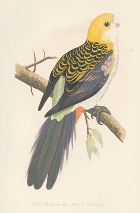 Item nr. 155536 Pale-Headed or Mealy Rosella. Parrots in Captivity. William Thomas Greene
