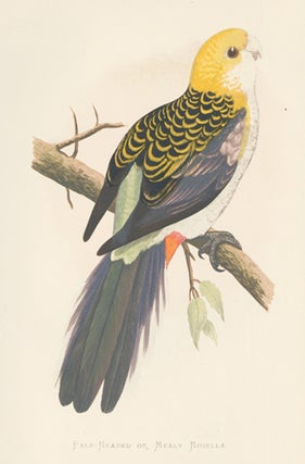 Pale-Headed or Mealy Rosella. Parrots in Captivity.