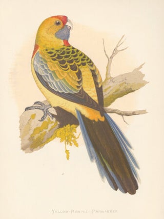 Yellow-Rumped Parrakeet. Parrots in Captivity.