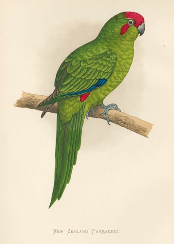 Item nr. 155538 New Zealand Parrakeet. Parrots in Captivity. William Thomas Greene.
