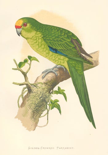 Item nr. 155539 Golden-Crowned Parrakeet. Parrots in Captivity. William Thomas Greene.