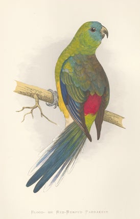 Item nr. 155540 Blood- or Red-Rumped Parrakeet. Parrots in Captivity. William Thomas Greene